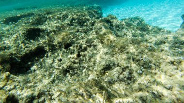 su, balık, mercan, güzel manzara, mavi ve berrak su ve dalış ve having fun insanlar altında yaşamak.