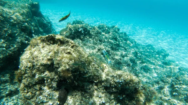 Vivent Sous Eau Poissons Corail Beaux Paysages Eau Bleue Claire — Photo