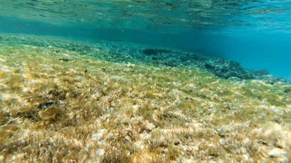 Live Water Fishes Coral Nice Landscapes Blue Clear Water People — Stock Photo, Image