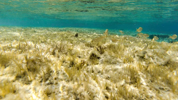 Vivent Sous Eau Poissons Corail Beaux Paysages Eau Bleue Claire — Photo