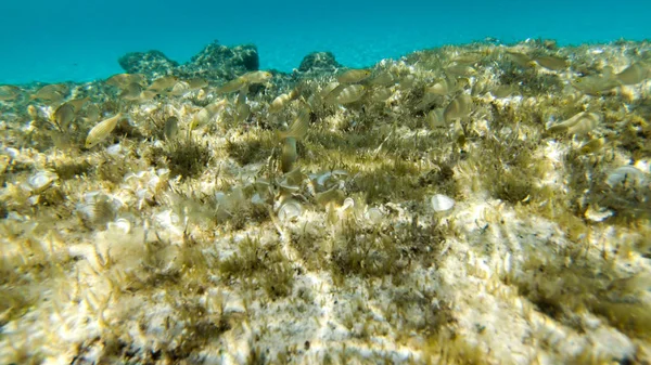 Żywo Pod Woda Ryby Koral Ładne Krajobrazy Niebieski Czysta Woda — Zdjęcie stockowe