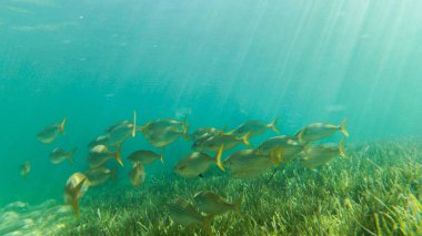 su, balık, mercan, güzel manzara, mavi ve berrak su ve dalış ve having fun insanlar altında yaşamak.