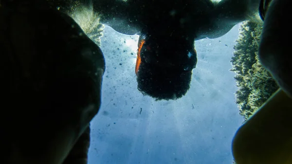 サンゴ 素敵な風景 青と澄んだ水 ダイビングと楽しい時を過す人々 の下で暮らす — ストック写真