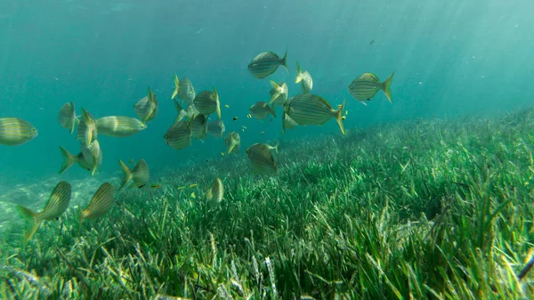 Žít Pod Vody Ryby Korály Pěkné Krajiny Modré Vody Lidé — Stock fotografie