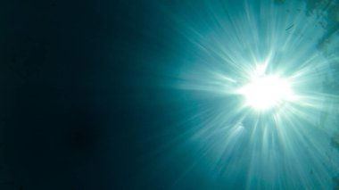 su, balık, mercan, güzel manzara, mavi ve berrak su ve dalış ve having fun insanlar altında yaşamak.