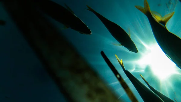 su, balık, mercan, güzel manzara, mavi ve berrak su ve dalış ve having fun insanlar altında yaşamak.