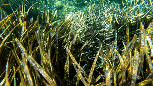 Vivent Sous Eau Poissons Corail Beaux Paysages Eau Bleue Claire — Photo