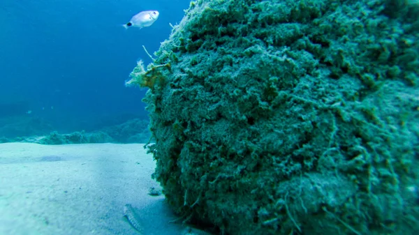 Viver Sob Água Peixes Coral Belas Paisagens Água Azul Clara — Fotografia de Stock