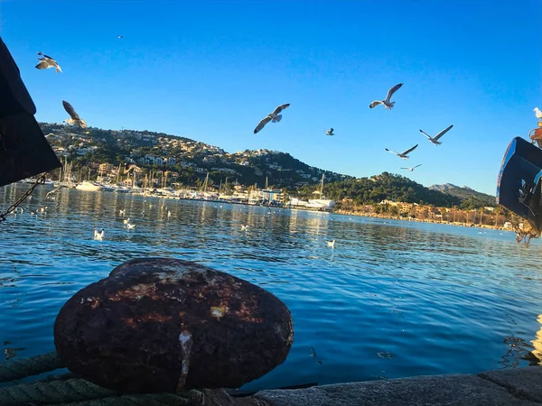 yeme kuşlar fisher tekneler Mallorca, İspanya kasabada Andratix deniz ürünleri üzerinde kalan.
