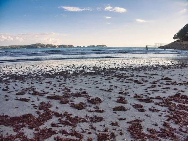 kum üzerinde bazı deniz yosunu ile malgrats Adaları izlerken