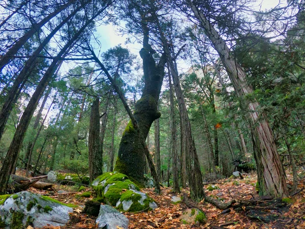 Paisagem natural no parque nacional de yosemite — Fotografia de Stock