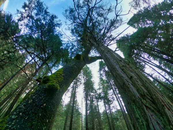 Paisagem natural no parque nacional de yosemite — Fotografia de Stock