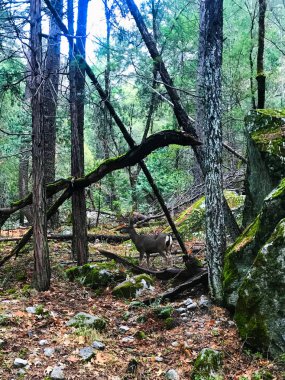 yosemite milli parkta bazı geyik hayvanları ile yürüyüş