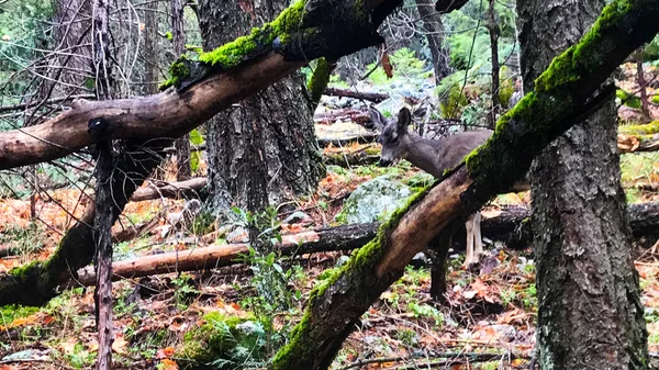 Caminhando com alguns animais de veado no parque nacional de yosemite — Fotografia de Stock