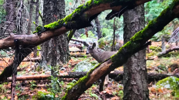 Chodzenie z niektórymi zwierzętami jeleni w Parku Narodowym Yosemite — Zdjęcie stockowe