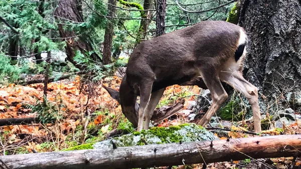 Caminhando com alguns animais de veado no parque nacional de yosemite — Fotografia de Stock