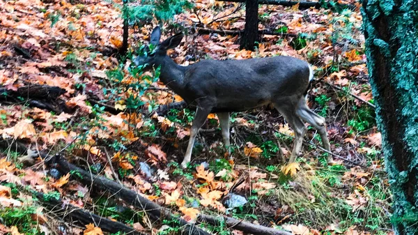 yosemite milli parkta bazı geyik hayvanları ile yürüyüş