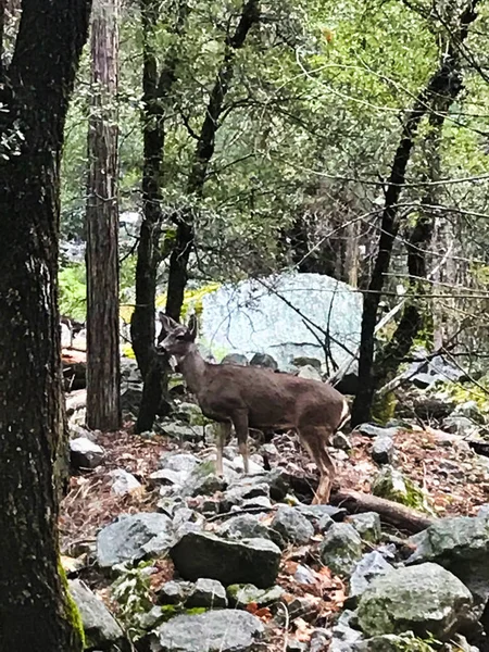 Прогулка с оленями в национальном парке Йосемити — стоковое фото