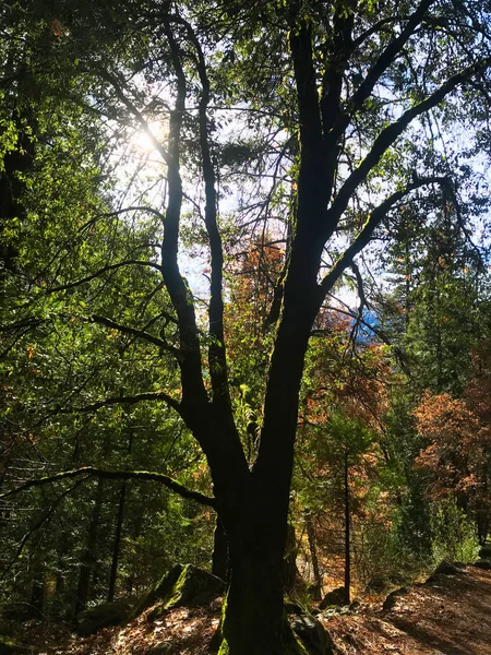 Yosemite Doğal Parkı 'nda vahşi doğa