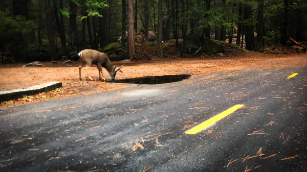 Passeggiare con alcuni animali di cervo nel parco nazionale dello yosemite — Foto Stock