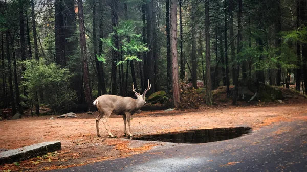 Caminando con algunos animales de venado en el parque nacional de Yosemite —  Fotos de Stock