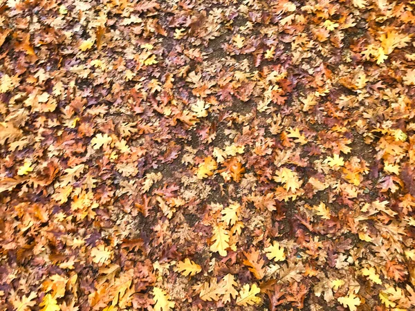 milli parkta düşen yapraklar