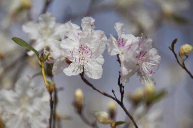 Ormangülü dauricum bahar ormandaki güzel çalılar