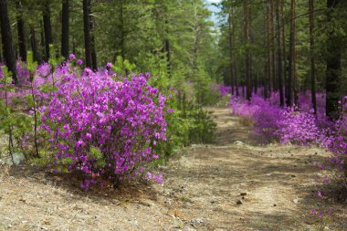 Ormangülü dauricum bahar ormandaki güzel çalılar