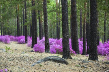 Ormangülü dauricum bahar ormandaki güzel çalılar