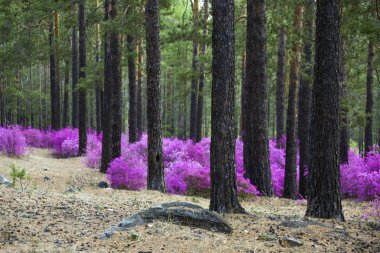Ormangülü dauricum bahar ormandaki güzel çalılar