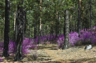 Ormangülü dauricum bahar ormandaki güzel çalılar