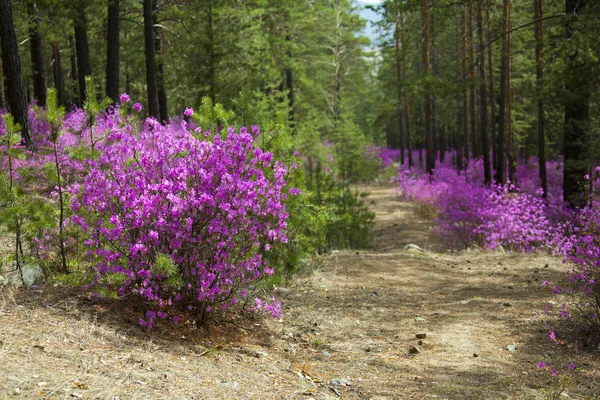 Ormangülü dauricum bahar ormandaki güzel çalılar