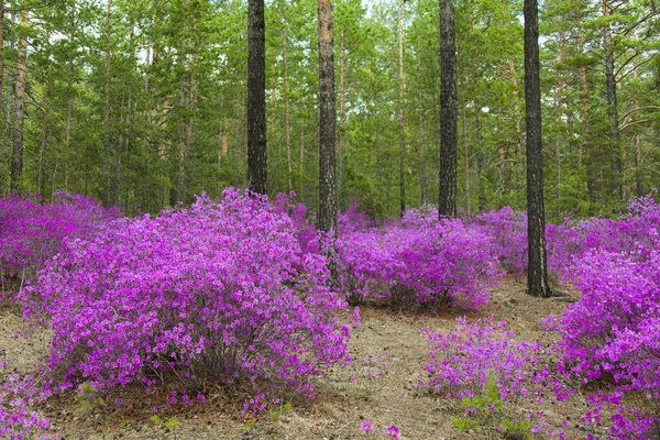 Ormangülü dauricum bahar ormandaki güzel çalılar