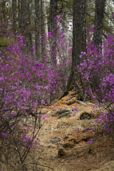 Rhododendron Dauricum Tavaszi Erdő Gyönyörű Bokrok Jogdíjmentes Stock Képek