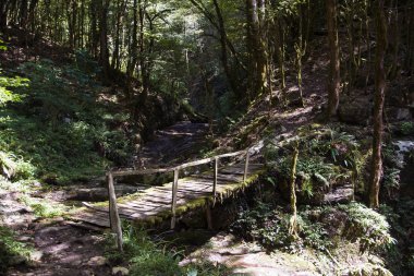 yağmur ormanlarında eski ahşap köprü