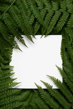 Eğreltiotu dalları ve tropikal yaprakları olan bir kompozisyon. Boşluğun bir kopyasıyla birlikte şablon. Eğrelti otu. Yaratıcı yeni yıl modeli. Kavramsal tasarım için şubenin modeli.