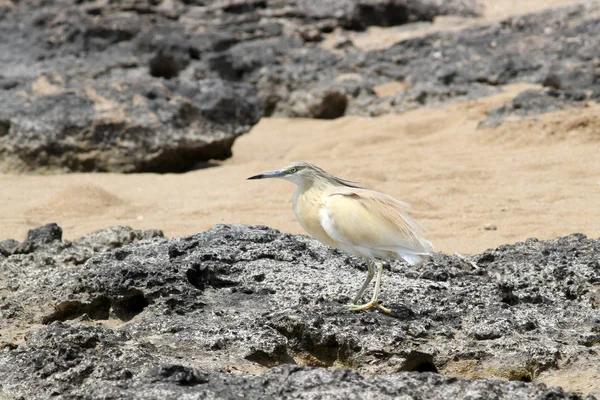 Héron Squacco Ardeola Ralloides — Photo