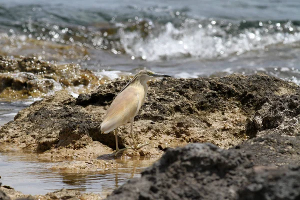 Garça Squacco Costa Ardeola Ralloides — Fotografia de Stock