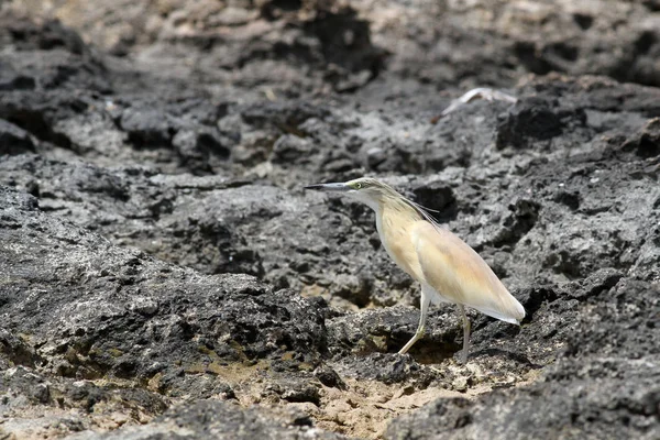 Garza Squacco Ardeola Ralloides — Foto de Stock