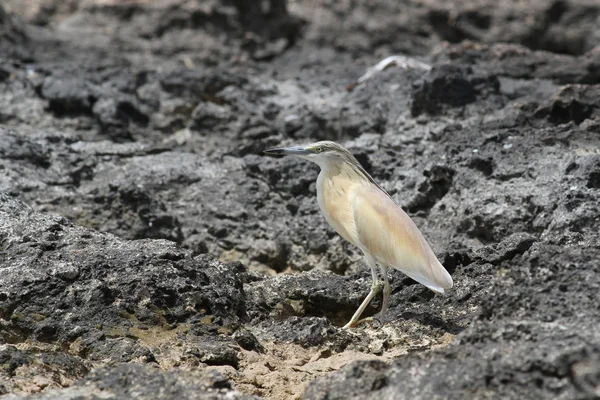 Héron Squacco Ardeola Ralloides — Photo