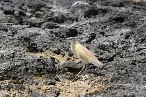 Héron Squacco Ardeola Ralloides — Photo