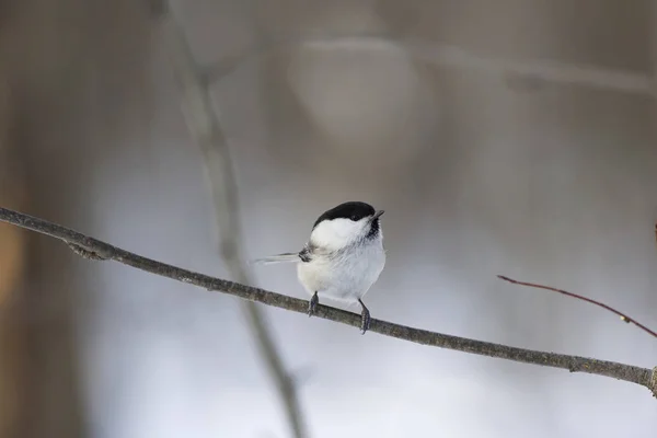 Czarnogłówka Zwyczajna Parus Montanus Gałęzi — Zdjęcie stockowe