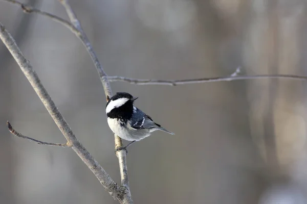 Угольная Синица Parus Ater Ветке — стоковое фото