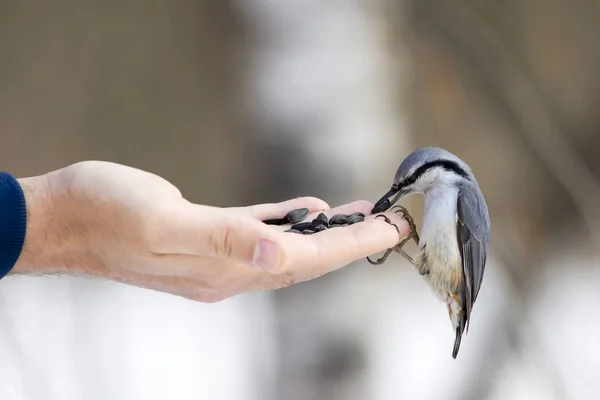 Kleiber Sitta Europaea Nimmt Sonnenblumenkerne Aus Menschlicher Hand — Stockfoto