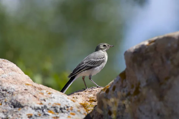 Cauda Branca Juvenil Motacilla Alba Sobre Uma Pedra — Fotografia de Stock