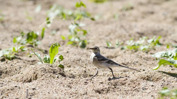 Νεανική Λευκό Σουσουράδα Motacilla Alba Βόλτες Στην Άμμο — Φωτογραφία Αρχείου