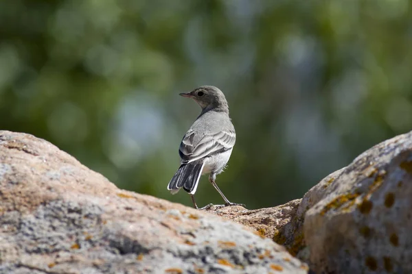 Cauda Branca Juvenil Motacilla Alba Sobre Uma Pedra — Fotografia de Stock