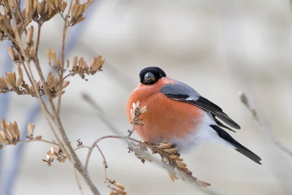 Gimpel Pyrrhula Pyrrhula Männchen Auf Einem Fliederzweig Winter — Stockfoto