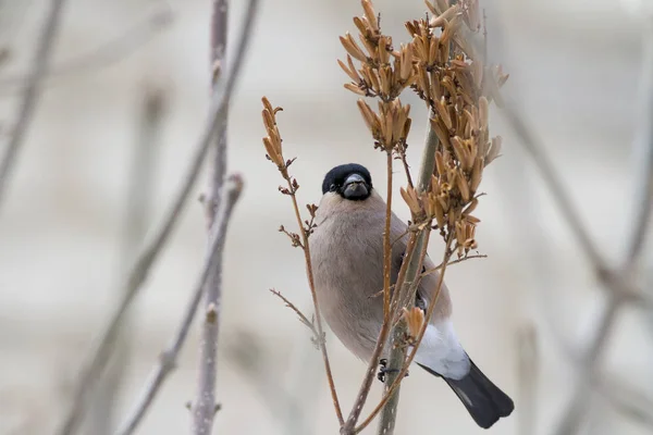 Bullfinch Pyrrhula Pyrrhula Fêmea Ramo Lilás Inverno — Fotografia de Stock