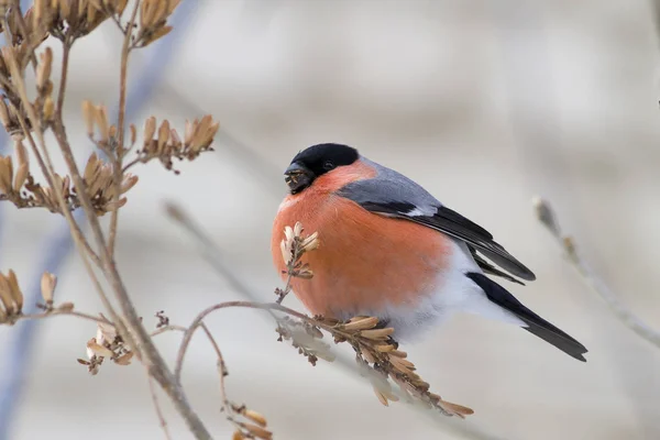 Gimpel Pyrrhula Pyrrhula Männchen Auf Einem Fliederzweig Winter — Stockfoto